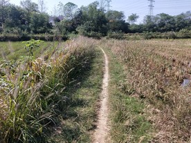 乡间小路 乡间小道 乡村小路