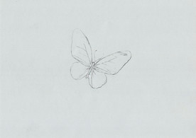 彩铅 写实蝴蝶绘画步骤