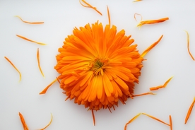 漂亮的金盏菊