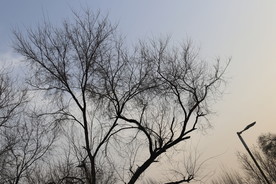 枯树枝