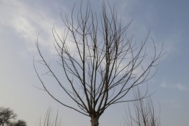 枯树枝