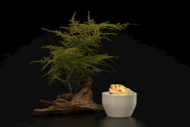 松茸炖鲜鲍