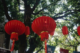 绿树下的红灯笼