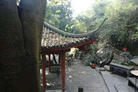 树干旁边的亭子
