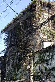 长满爬山虎的旧墙壁旧房屋