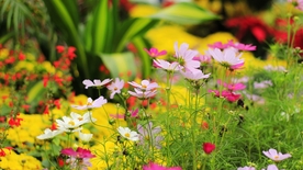 花花草草