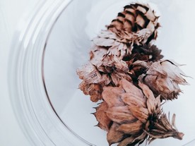 松果干花