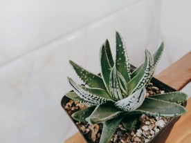 多肉植物