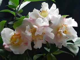 茶花 山茶    山茶花