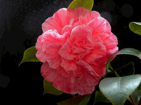 茶花 山茶    山茶花