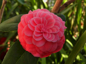 茶花 山茶    山茶花