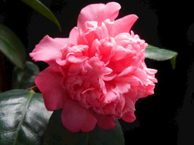 茶花 山茶    山茶花