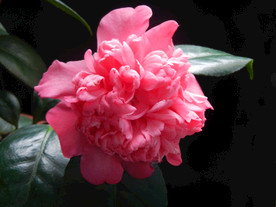 茶花 山茶    山茶花