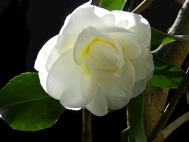 茶花 山茶    山茶花
