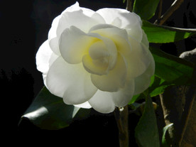 茶花 山茶    山茶花