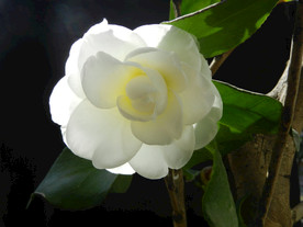 茶花 山茶    山茶花