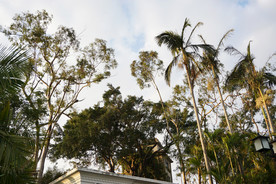 厦门鼓浪屿的榕树和椰子树树冠