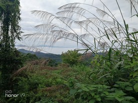 茅草