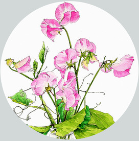 手绘水彩豌豆装饰画