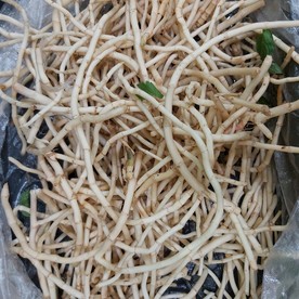 折耳根