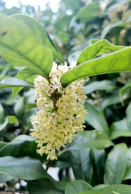 桂花
