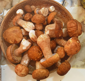 野生菌