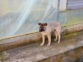 中华田园狗