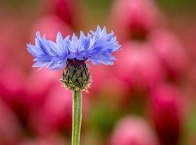 矢车菊鲜花
