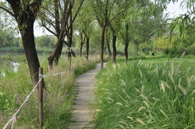 园林景观之滨水植物景观