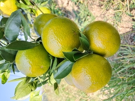 皇帝柑
