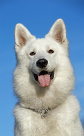狗狗
