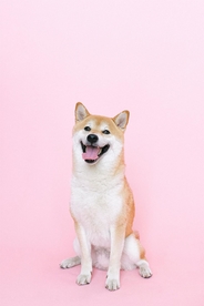 狗狗