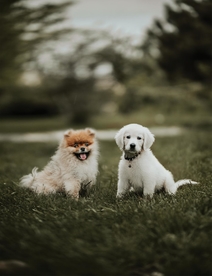 狗狗