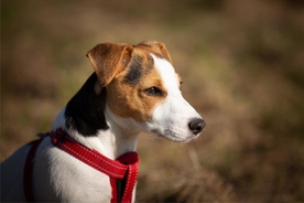 犬