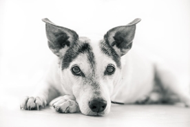 犬