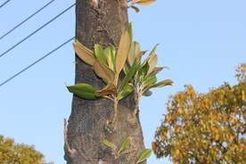 荷花玉兰