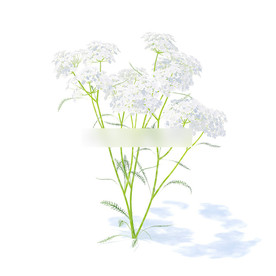 C4D模型 野花峨参