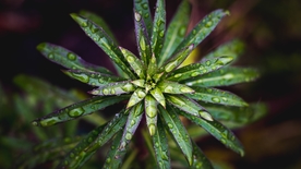 水珠