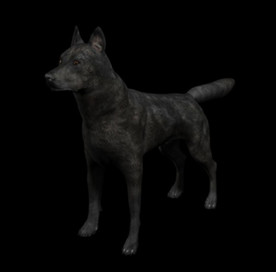 C4D模型 黑色狼犬