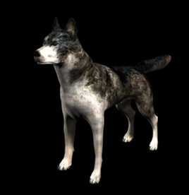 C4D模型 黑色狼犬