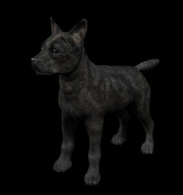 C4D模型 黑色狼犬