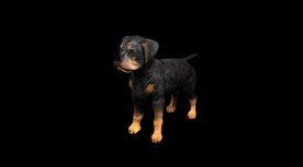 C4D模型 可爱小狗