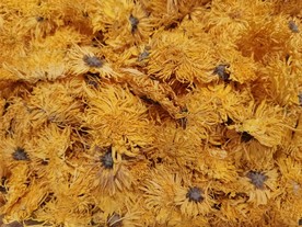 干菊花