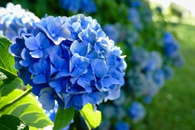八仙花