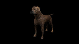 C4D模型 藏獒