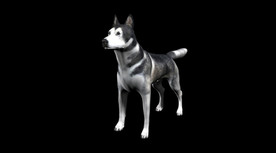 C4D模型 爱斯基摩狗
