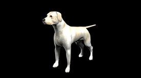 C4D模型 拉布拉多黄色