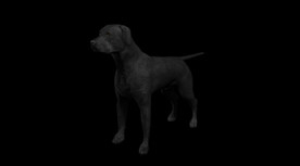 C4D模型 拉布拉多黑色