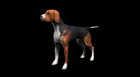 C4D模型 猎犬黑谭