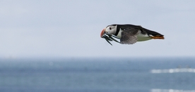 海雀